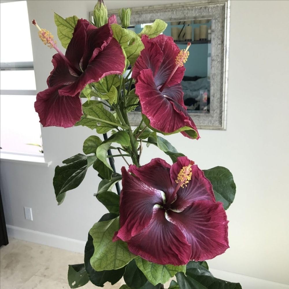 Dark Red Hibiscus Live Plant – 5–7 Inch Tropical Hibiscus Flower, Hardy Outdoor Hibiscus for Garden, Patio & Landscape Planting