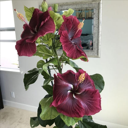 Dark Red Hibiscus Live Plant – 5–7 Inch Tropical Hibiscus Flower, Hardy Outdoor Hibiscus for Garden, Patio & Landscape Planting