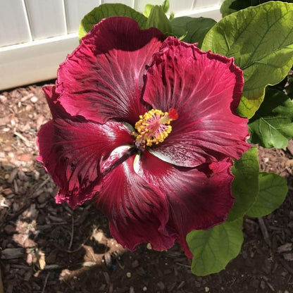 Dark Red Hibiscus Live Plant – 5–7 Inch Tropical Hibiscus Flower, Hardy Outdoor Hibiscus for Garden, Patio & Landscape Planting