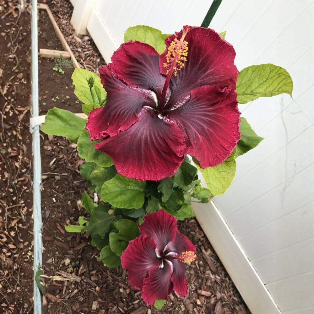 Dark Red Hibiscus Live Plant – 5–7 Inch Tropical Hibiscus Flower, Hardy Outdoor Hibiscus for Garden, Patio & Landscape Planting