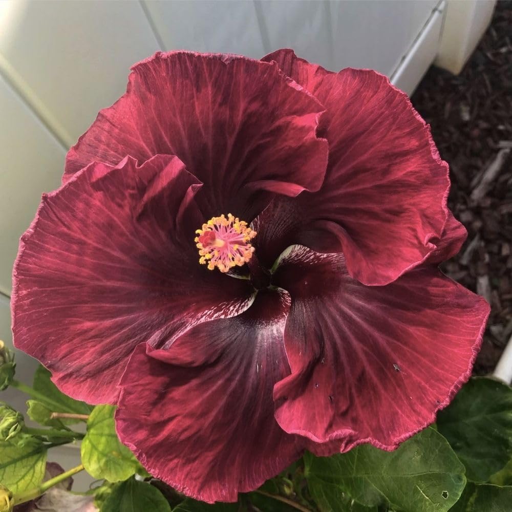 Dark Red Hibiscus Live Plant – 5–7 Inch Tropical Hibiscus Flower, Hardy Outdoor Hibiscus for Garden, Patio & Landscape Planting