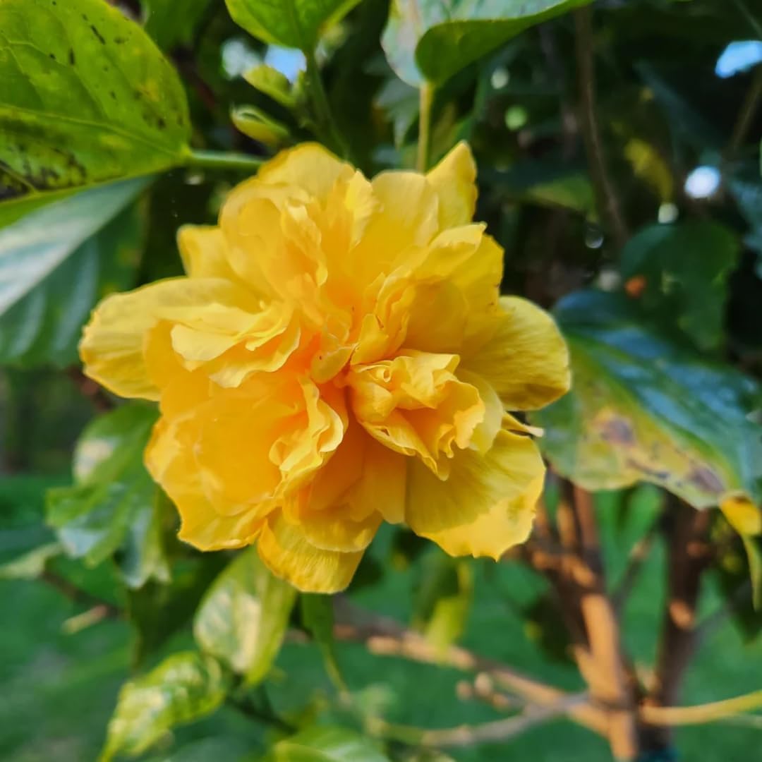 Live Hibiscus Plant – Double Golden Peach Variety, 8–12 Inch Tall Tropical Flower Plant, Hardy Outdoor Hibiscus for Garden, Patio & Containers, Ready to Bloom