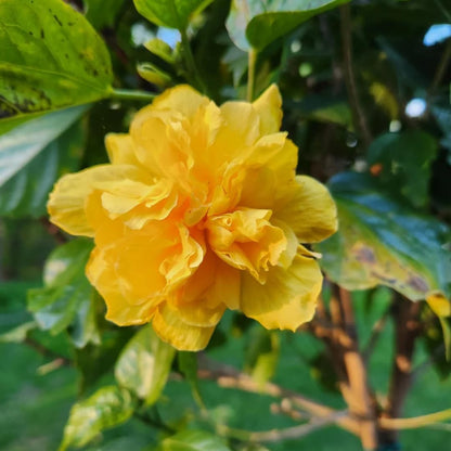 Live Hibiscus Plant – Double Golden Peach Variety, 8–12 Inch Tall Tropical Flower Plant, Hardy Outdoor Hibiscus for Garden, Patio & Containers, Ready to Bloom