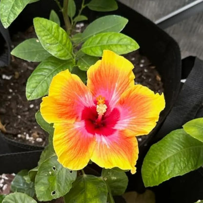 Live Hibiscus Plant – Sunset Variety, 8–12 Inch Tall Tropical Flowering Plant, Vibrant Multicolor Blooms, Outdoor Garden & Patio Hibiscus