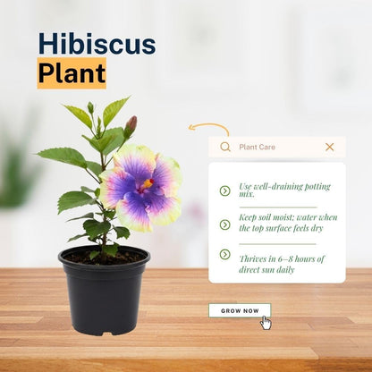 Purple Yellow Hibiscus Live Plant – 5–7 Inch Tropical Hibiscus Flower, Hardy Outdoor Hibiscus for Garden, Patio & Landscape Planting