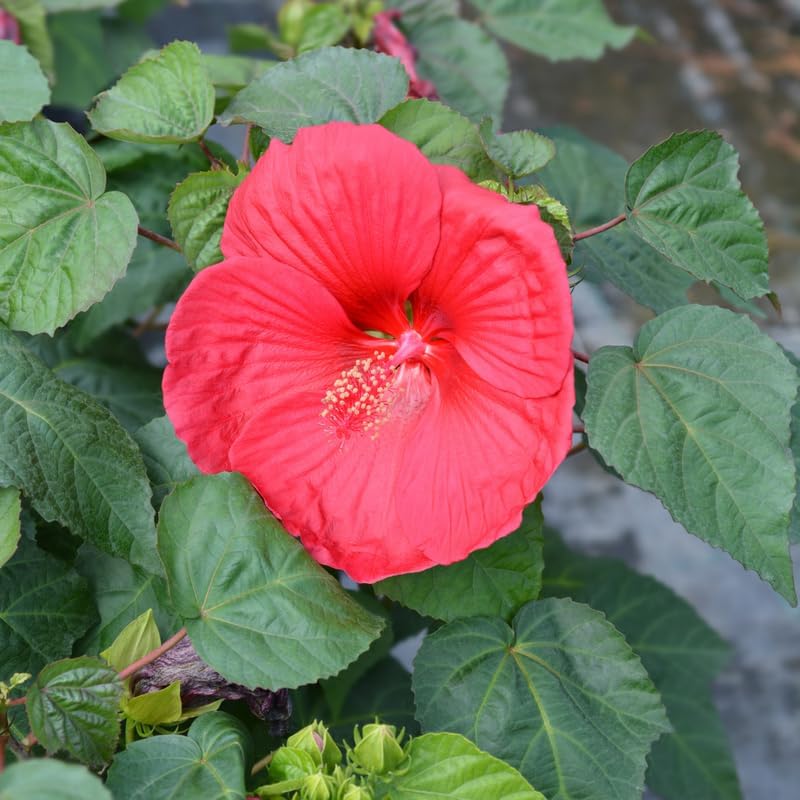 Red Hardy Hibiscus Live Plant – 5–7 Inch Tall Perennial Hibiscus Tree, Outdoor Flowering Plant for Garden, Landscape & Patio