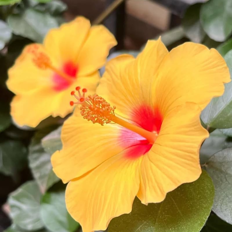 Live Hibiscus Plant – Tequila Variety, 8–12 Inch Tall Tropical Flowering Plant, Vibrant Peach & Yellow Blooms, Outdoor Garden and Patio Hibiscus
