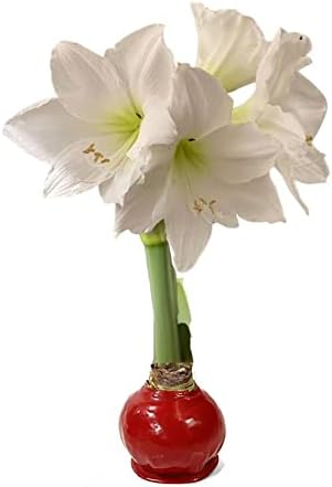 Waxed Amaryllis Bulb – Red Wax, White Blooms – Extra Large, No Water Needed, Winter Holiday Flower Décor & Gift-Ready for Thanksgiving, Christmas & New Year (1 Pack)