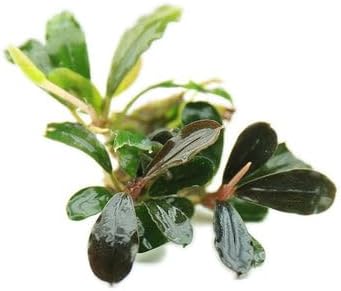 SubstrateSource Bucephalandra Black Pearl Live Aquarium Plant - Natural Freshwater Fish Tank Decorations and Aquatic Decor (Small Clump (3-5 Plants))