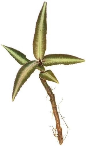 SubstrateSource Live Jungle Plant - Ardisia Sp Pink Line Type 2 - Terrestrial Plants for Paludarium, Reptile Enclosure, High Humidity Displays