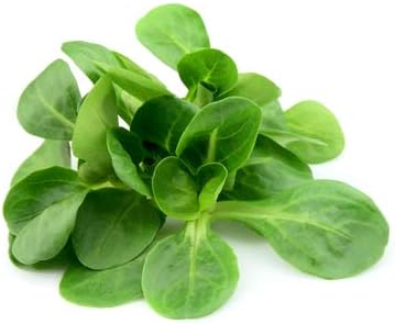 Mache Lettuce - Delicious Verte de Cambrai - 3000 Seeds of Small Leaf Variety and Best for Overwintering in The Cold Northeast. Corn Salad.