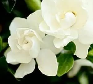 Southern Living Jubilation Gardenia, 1 Gallon, White Fragrant Blooms, Spring to Fall Flowering