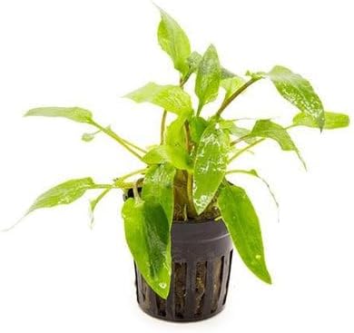 SubstrateSource Cryptocoryne Live Aquarium Plants - Freshwater Plant for Aquariums, Planted Fish Tanks - Beginner Friendly (Wendtii Green, 3 Pots (15-20 Plants))