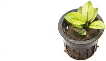 SubstrateSource Anubias Barteri White Broadleaf Rare Live Aquarium Plants - Freshwater Fish Tank Decorations