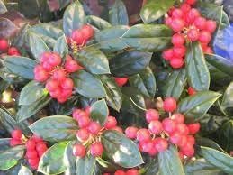 Burfordi Holly | 2 Large Gallon Size Plants | Ilex Cornuta | Fast Growing Evergreen Shrubs, Privacy Hedge Plants, Dark Green Foliage, Low Maintenance Landscaping, Ideal for Hedges and Borders