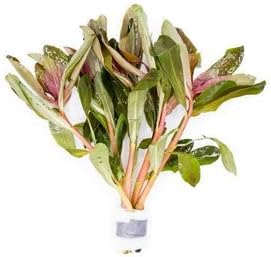 SubstrateSource Live Aquarium Stem Plants - Freshwater Aquatic Plant for Fish Tanks, Aquascaping - (Hydrocotyle Leucocephala Variegated, Pot)