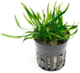 SubstrateSource Cryptocoryne Live Aquarium Plants - Freshwater Plant for Aquariums, Planted Fish Tanks - Beginner Friendly (Lucens, 3 Pots (15-20 Plants))