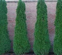 Four Pack of Emerald Arborvitaes - Evergreen Privacy Hedge - 4 Live Plants Shipped 1 to 2 Feet Tall by DAS Farms (No California)