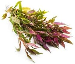 SubstrateSource Live Aquarium Red Stem Plants - Freshwater Aquatic Plant for Fish Tanks, Aquascaping - (Alternanthera Reineckii Rosaefolia Mini, 1 Bunch)