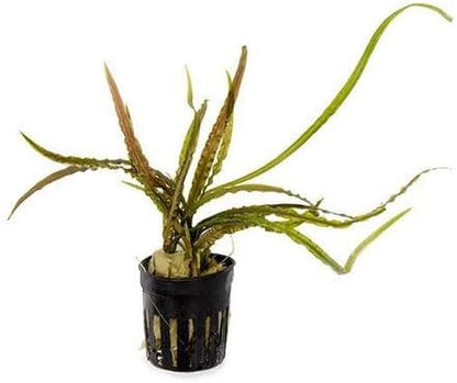 SubstrateSource Cryptocoryne Live Aquarium Plants - Freshwater Plant for Aquariums, Planted Fish Tanks - Beginner Friendly (Retrospiralis, 3 Pots (15-20 Plants))