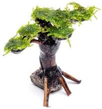 SubstrateSource Live Planted Decor - Moss on Bonsai (Aquascaping Tree) - Low to Moderate Light, Bright Green Freshwater Accent for Aquatic Layout, Midground Placement Centerpiece - Extra Small, 1 Pack