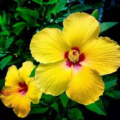 Live Hibiscus Plant – Tequila Variety, 8–12 Inch Tall Tropical Flowering Plant, Vibrant Peach & Yellow Blooms, Outdoor Garden and Patio Hibiscus