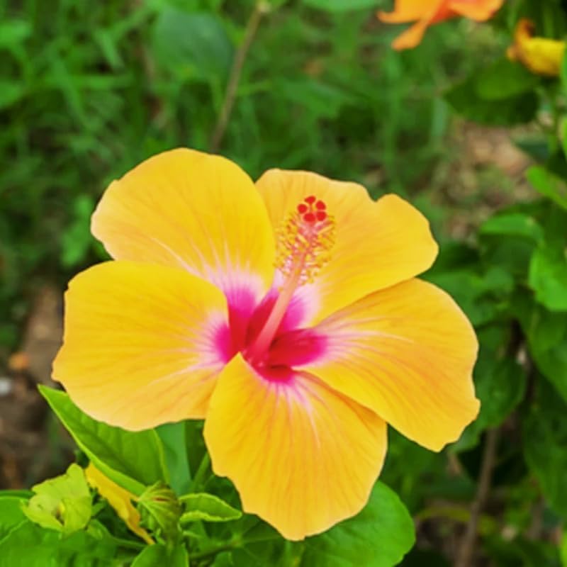 Live Hibiscus Plant – Tequila Variety, 8–12 Inch Tall Tropical Flowering Plant, Vibrant Peach & Yellow Blooms, Outdoor Garden and Patio Hibiscus