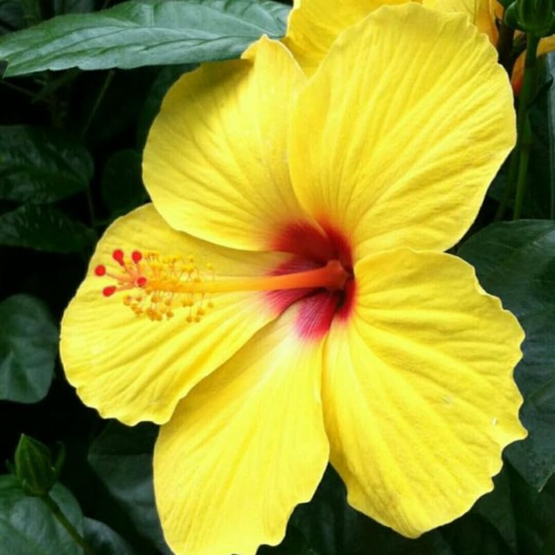 Live Hibiscus Plant – Tequila Variety, 8–12 Inch Tall Tropical Flowering Plant, Vibrant Peach & Yellow Blooms, Outdoor Garden and Patio Hibiscus
