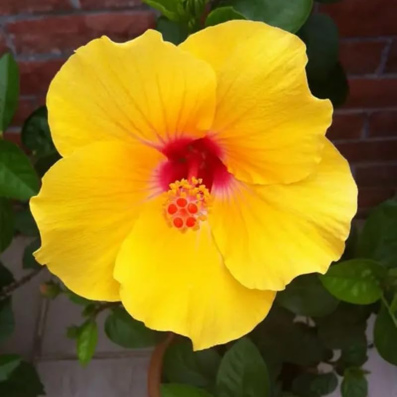 Live Hibiscus Plant – Tequila Variety, 8–12 Inch Tall Tropical Flowering Plant, Vibrant Peach & Yellow Blooms, Outdoor Garden and Patio Hibiscus