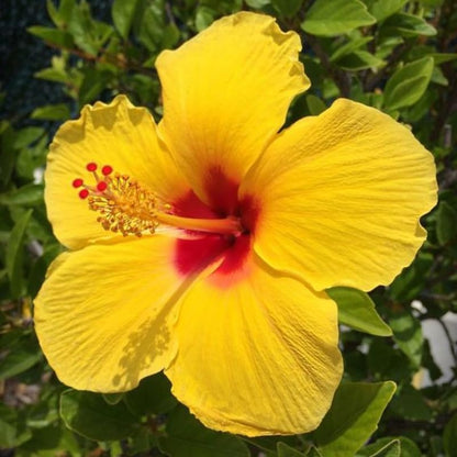 Live Hibiscus Plant – Tequila Variety, 8–12 Inch Tall Tropical Flowering Plant, Vibrant Peach & Yellow Blooms, Outdoor Garden and Patio Hibiscus