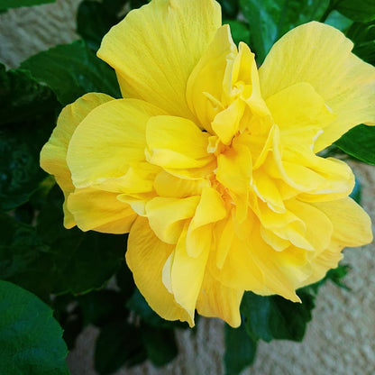 Live Hibiscus Plant – Double Golden Peach Variety, 8–12 Inch Tall Tropical Flower Plant, Hardy Outdoor Hibiscus for Garden, Patio & Containers, Ready to Bloom