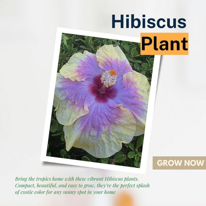 Purple Yellow Hibiscus Live Plant – 5–7 Inch Tropical Hibiscus Flower, Hardy Outdoor Hibiscus for Garden, Patio & Landscape Planting