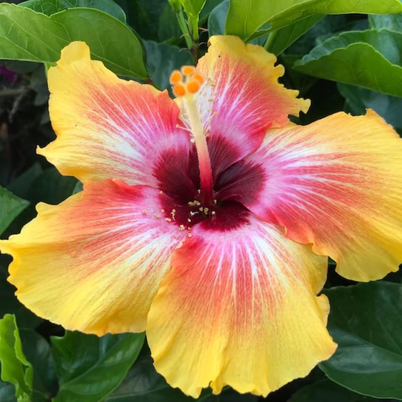 Live Hibiscus Plant – Sunset Variety, 8–12 Inch Tall Tropical Flowering Plant, Vibrant Multicolor Blooms, Outdoor Garden & Patio Hibiscus