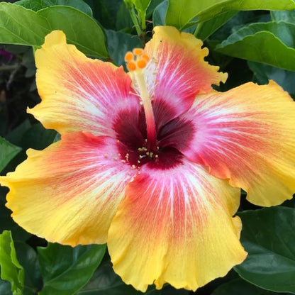 Live Hibiscus Plant – Sunset Variety, 8–12 Inch Tall Tropical Flowering Plant, Vibrant Multicolor Blooms, Outdoor Garden & Patio Hibiscus