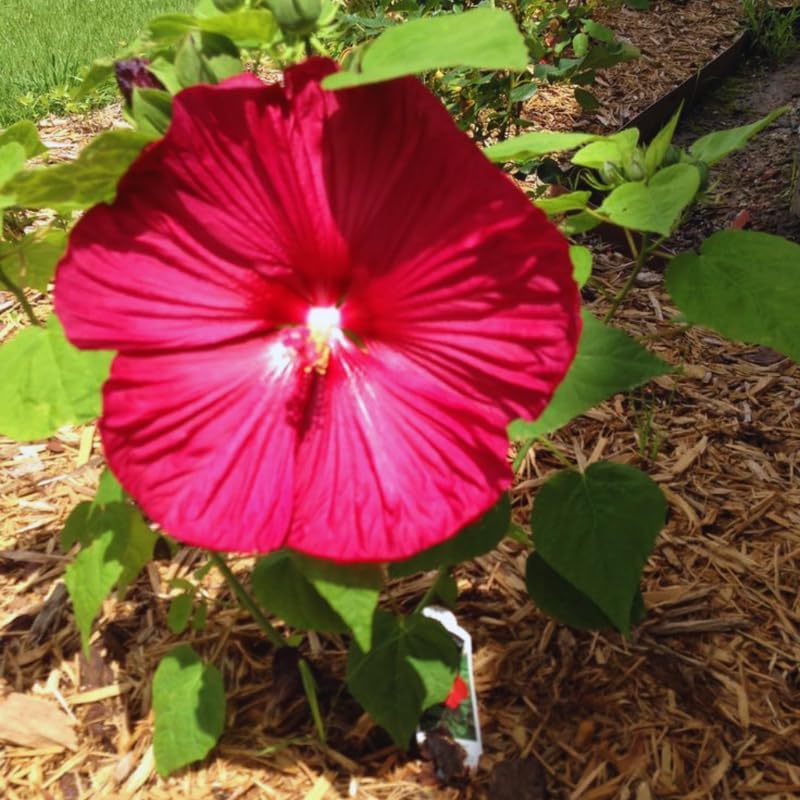 Red Hardy Hibiscus Live Plant – 5–7 Inch Tall Perennial Hibiscus Tree, Outdoor Flowering Plant for Garden, Landscape & Patio