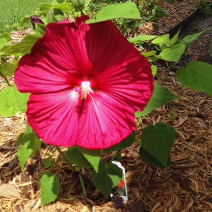 Red Hardy Hibiscus Live Plant – 5–7 Inch Tall Perennial Hibiscus Tree, Outdoor Flowering Plant for Garden, Landscape & Patio