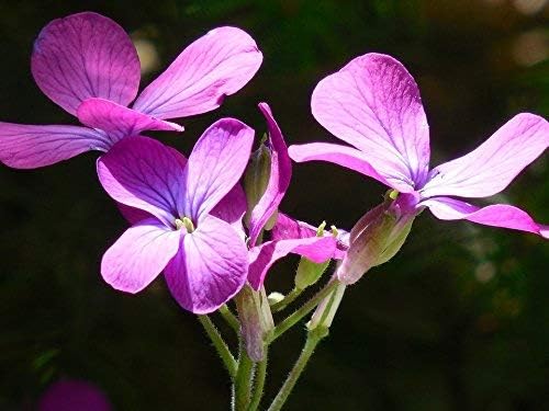 50 Lunaria Biennis Seeds - Silver Dollars, Money Plant, Honesty Plant, Moonwort