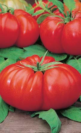 Clovers Garden Beefmaster Tomato Plants – Two (2) Live Plants – Non-GMO - Not Seeds - Each 4" to 8" Tall – in 4" Inch Pots – Indeterminate, Beefsteak