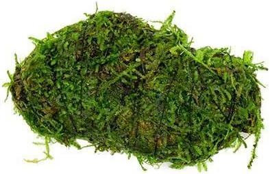 SubstrateSource Live Planted Decor - Christmas Moss (Vesicularia montagnei) on Lava Stone - Low Light, Green Accent Freshwater Aquatic Plant, Foreground Aquarium Placement for Aquascaping - 1 Pack