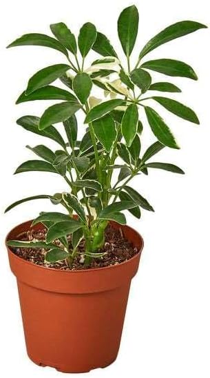 Schefflera Moonlight Live Plant for Indoor | Different Houseplants in 3'' Pot | Real House Plant for Living Room, Office, Desk & Bathroom | Dwarf Umbrella Tree
