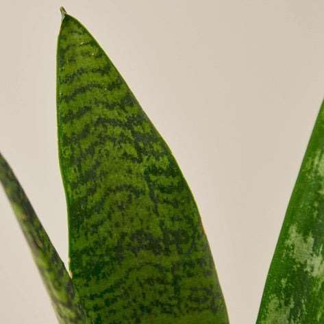 Snake Plant 'Zeylanica' Live Plant for Indoor | Different Houseplants in 3'' Pot | Real House Plant for Living Room, Office, Desk & Bathroom | Laurentii | Mother-in-law's Tongue
