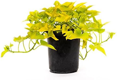 American Plant Exchange Lime Sweet Potato Vine – 6-Inch Pot – Live Trailing Foliage Plant