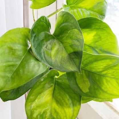Green Pothos Live Plant, 4-6" Tall Hanging Houseplant, Pothos Plant for Indoor Outdoors Garden, Live Houseplants Without Pot