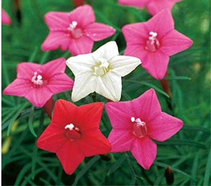 Seeds Flowers Cypress Vine Mix (Quamoclit) - 30 Seeds