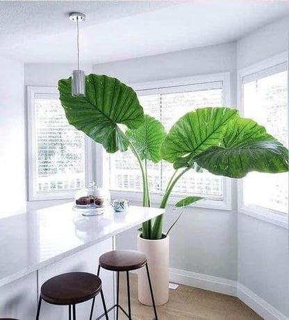 Premium Elephant Ear Plant Soil Mix by Gardenera - Nourishing Formula for Impressive Growth and Eye-Catching Foliage - 5 Quart