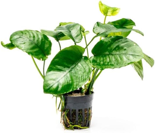 SubstrateSource Anubias Live Aquarium Plants - Potted Freshwater Plant for Fish Tanks, Terrariums - Beginner Friendly Low Light (Barteri Wrinkle Leaf, 1 Pot)