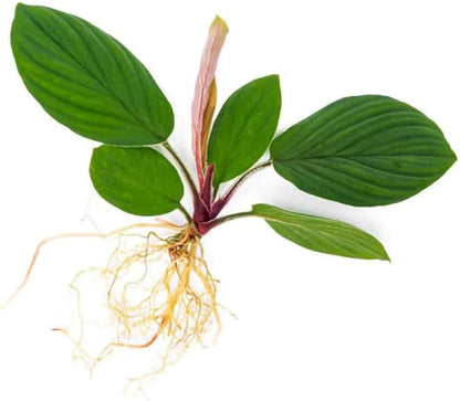 SubstrateSource Live Jungle Plant - Homalomena sp. 'Jambi' - Moderate Care, Low to Medium Light, Green Accent, Vivarium or Paludarium Terrestrial Rosette - Loose/Bare Root