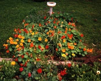 Clovers Garden Nasturtium Plants – Two (2) Live Plants – Non-GMO - Not Seeds - Each 4" to 8" Tall – in 4" Inch Pots – Deliciously Edible