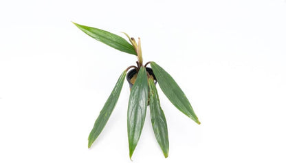 SubstrateSource Bucephalandra Goliath Potted Live Aquarium Plant - Natural Freshwater Fish Tank Decorations, Aquatic Décor