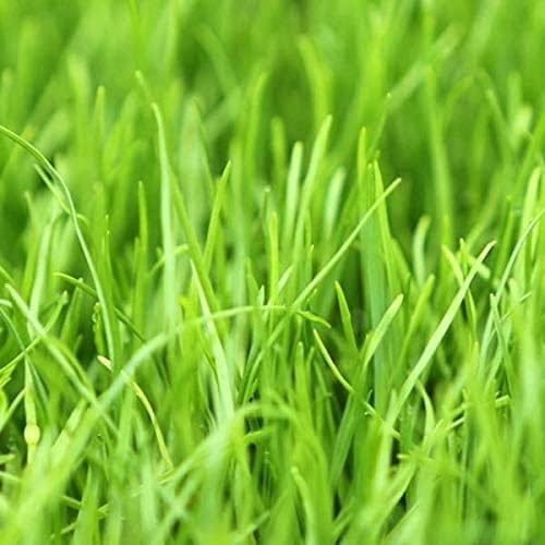 Annual Ryegrass Seeds for Planting - Premium Quality Rye Grass (22 Pounds)